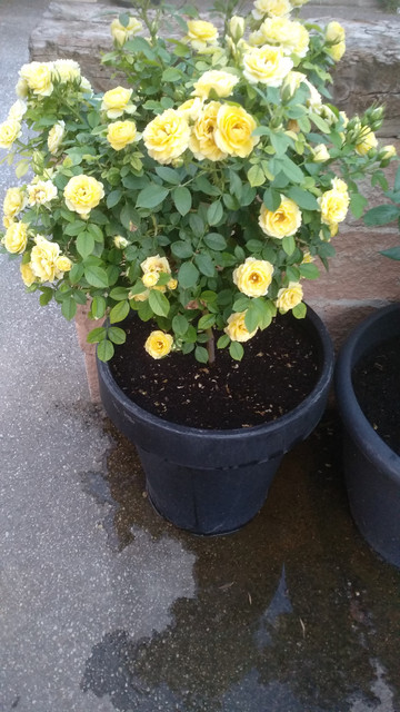 IMG-20190628-213749.jpg