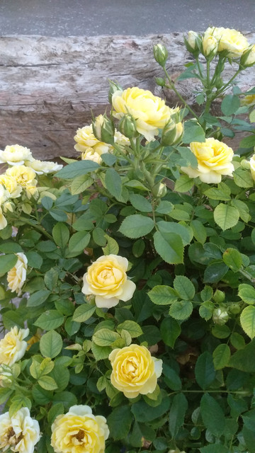 IMG-20190628-213806.jpg
