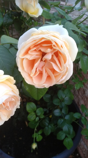 IMG-20190628-213817.jpg
