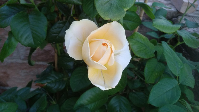 IMG-20190628-213822.jpg