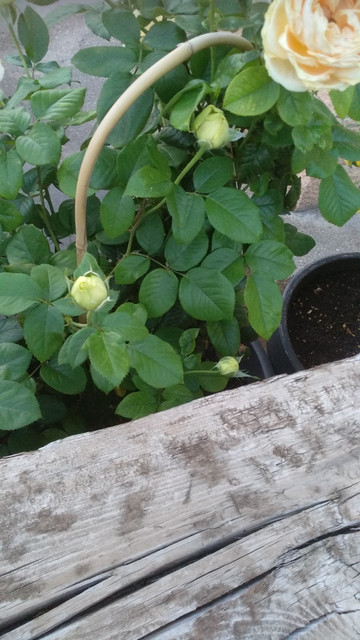 IMG-20190628-213834.jpg