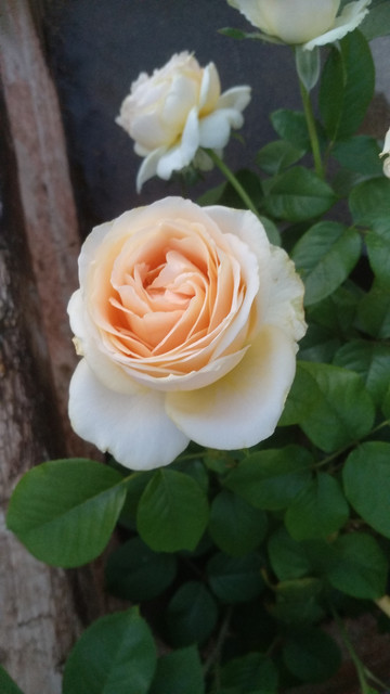 IMG-20190628-213839.jpg