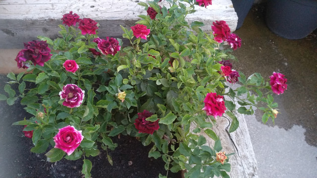 IMG-20190628-213854.jpg