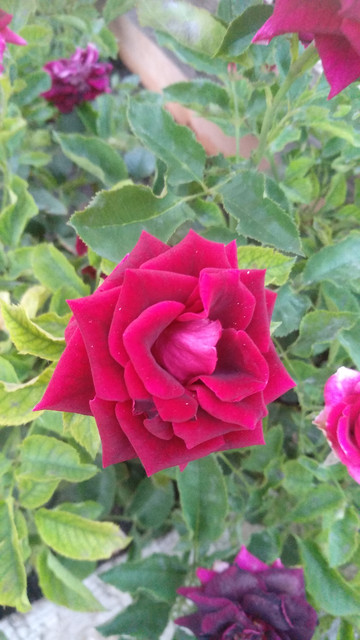 IMG-20190628-213921.jpg