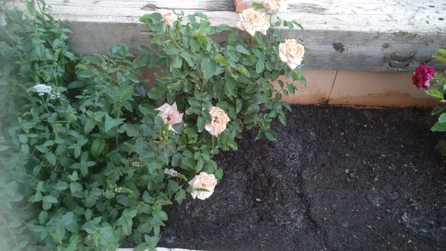 IMG-20190628-213929.jpg