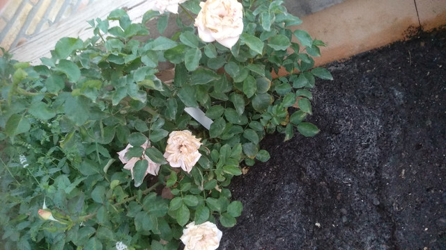 IMG-20190628-213935.jpg