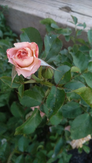 IMG-20190628-213949.jpg