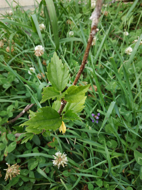 IMG-20190702-202525.jpg