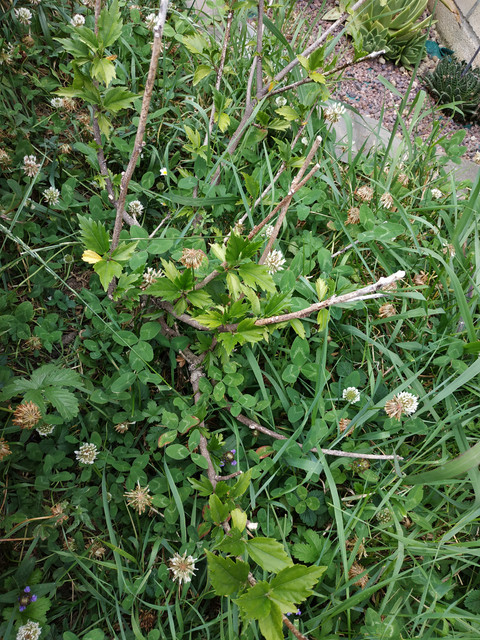 IMG-20190702-202530.jpg