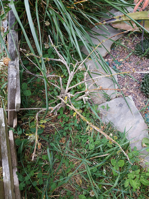 IMG-20190702-202535.jpg