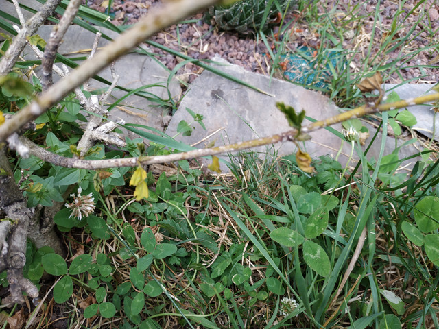 IMG-20190702-202549.jpg