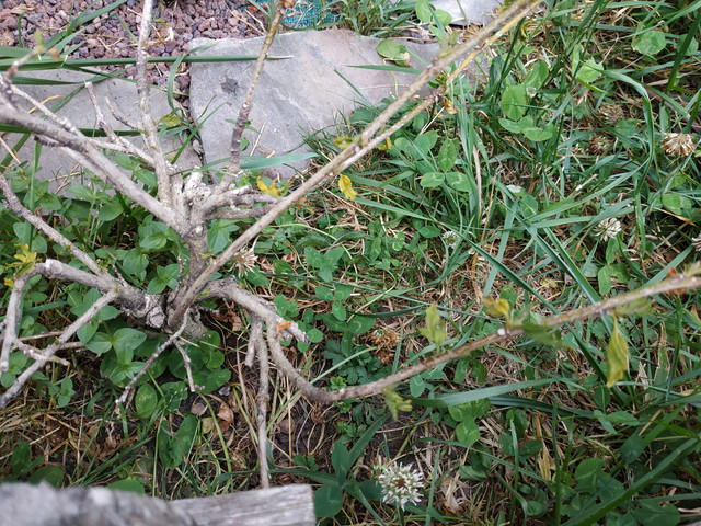 IMG-20190702-202639.jpg