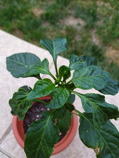 IMG-20190706-204420.jpg