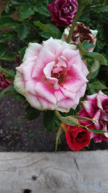 IMG-20190708-210406.jpg