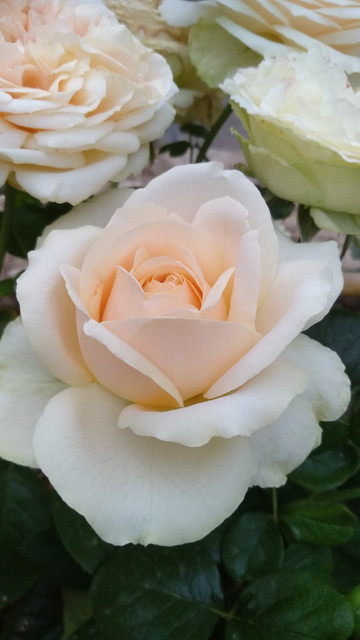 IMG-20190708-210424.jpg