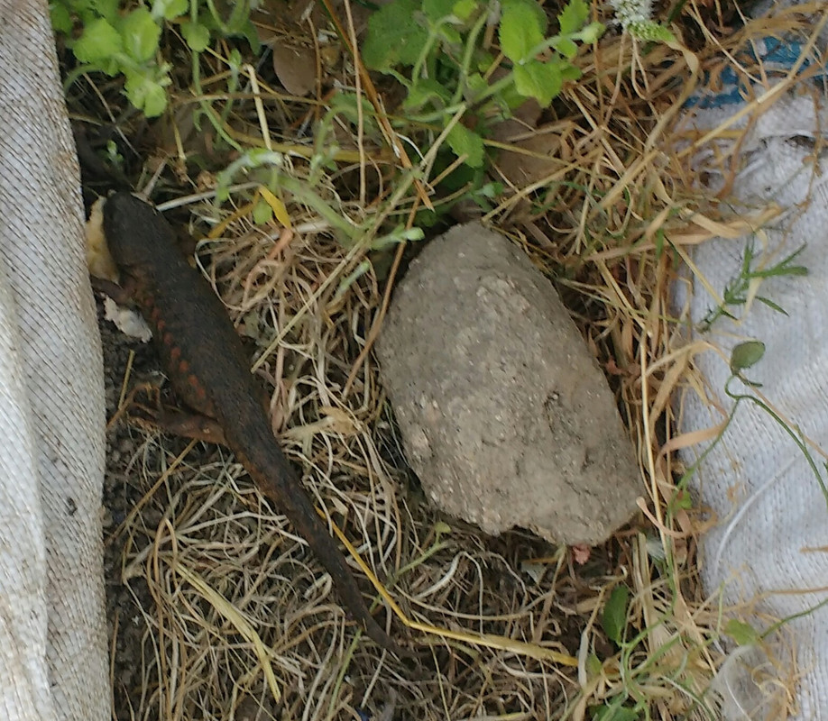 IMG-20190714-201813.jpg