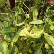IMG-20190723-155517.jpg