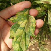 IMG-20190723-155527.jpg