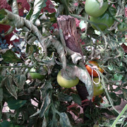 IMG-20190723-155534.jpg