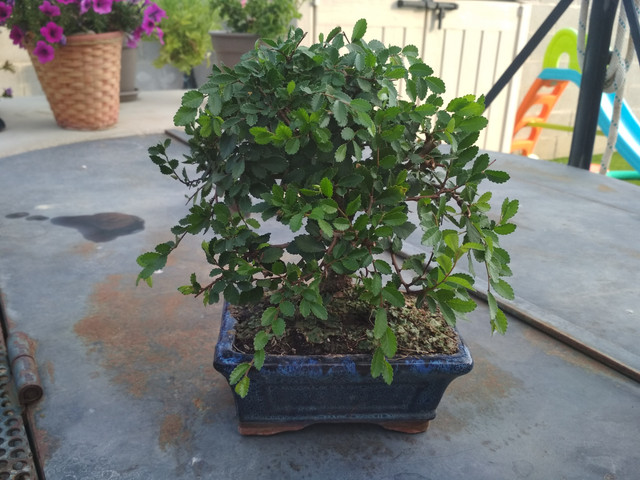 IMG-20190725-195246.jpg