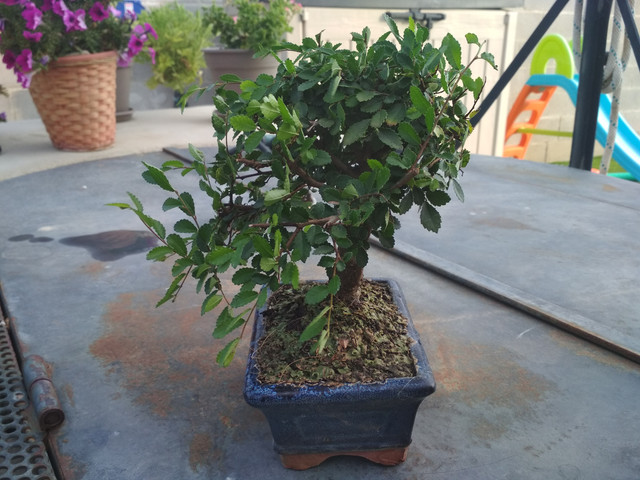 IMG-20190725-195256.jpg