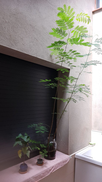 IMG-20190725-WA0001.jpg