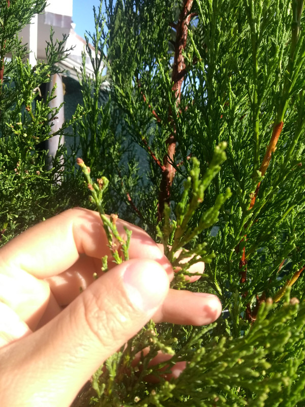 IMG-20190727-095715788.jpg