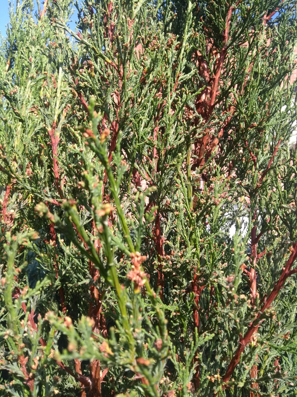 IMG-20190727-095742906.jpg