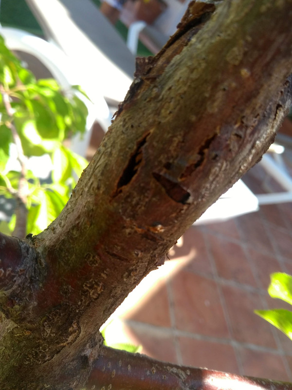 IMG-20190728-132341129.jpg