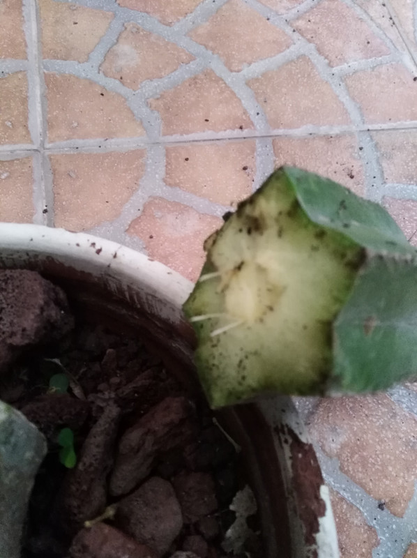 IMG-20190729-200541.jpg