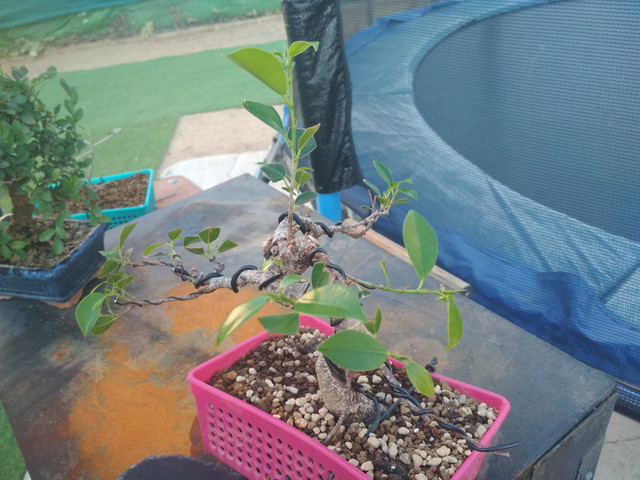 IMG-20190805-194240.jpg