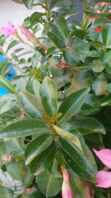 IMG-20190805-202420.jpg
