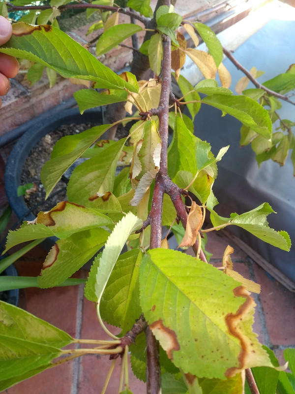 IMG-20190810-085757647.jpg