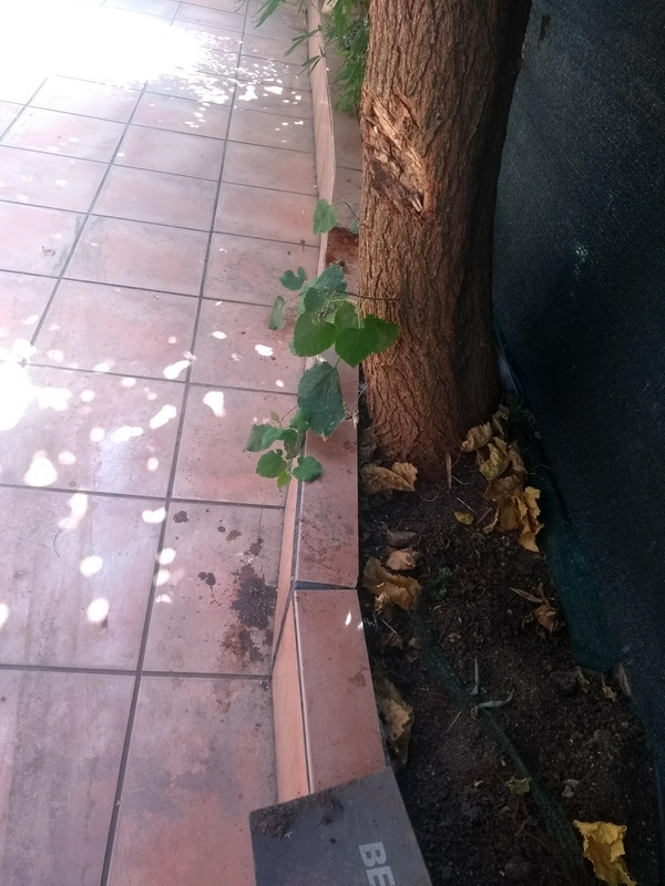 IMG-20190825-131325894.jpg