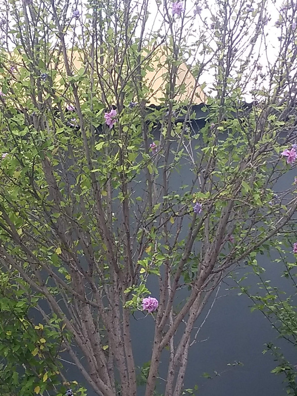 IMG-20190906-100723129.jpg
