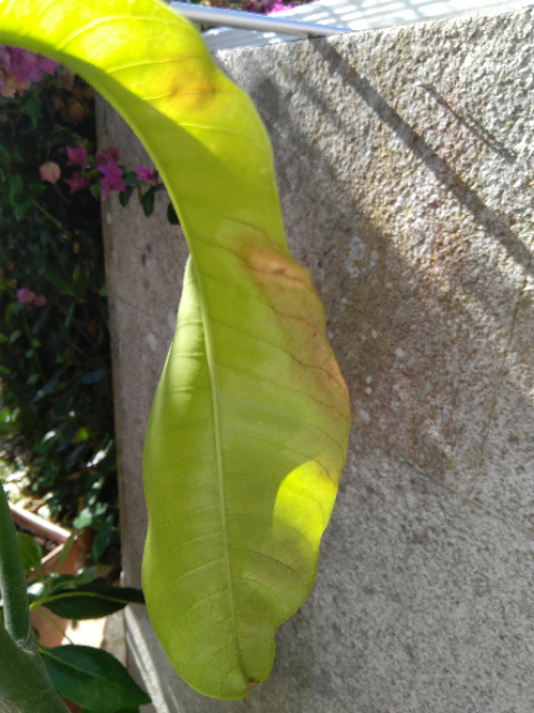 IMG-20190908-111054.png