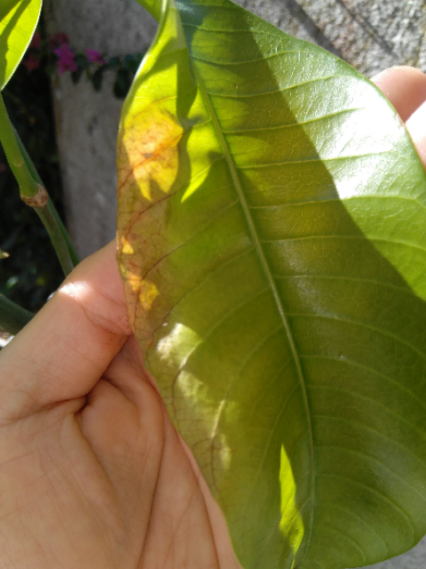 IMG-20190908-111318.png