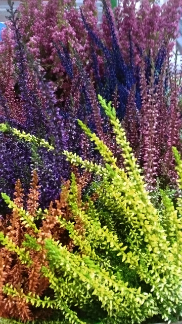 IMG-20190910-204020.jpg