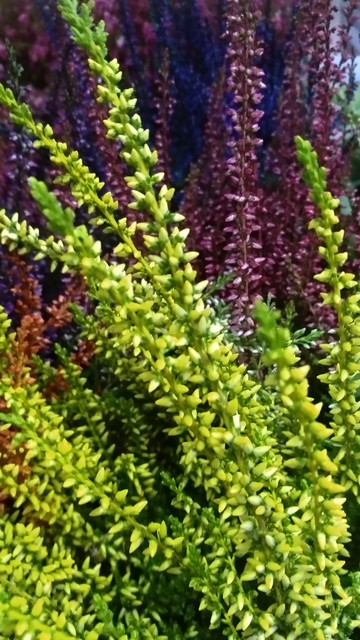 IMG-20190910-204023.jpg