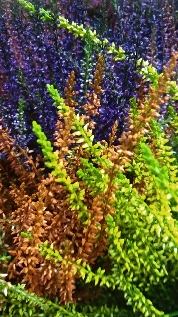 IMG-20190910-204036.jpg