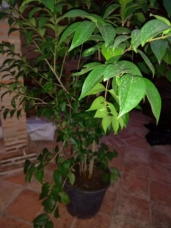 IMG-20190929-201339043.jpg