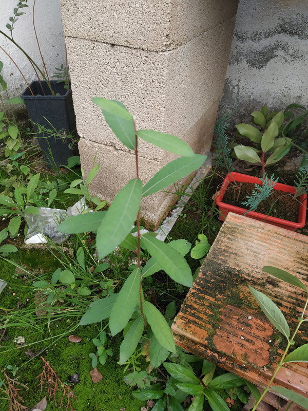 IMG-20191006-115330.jpg