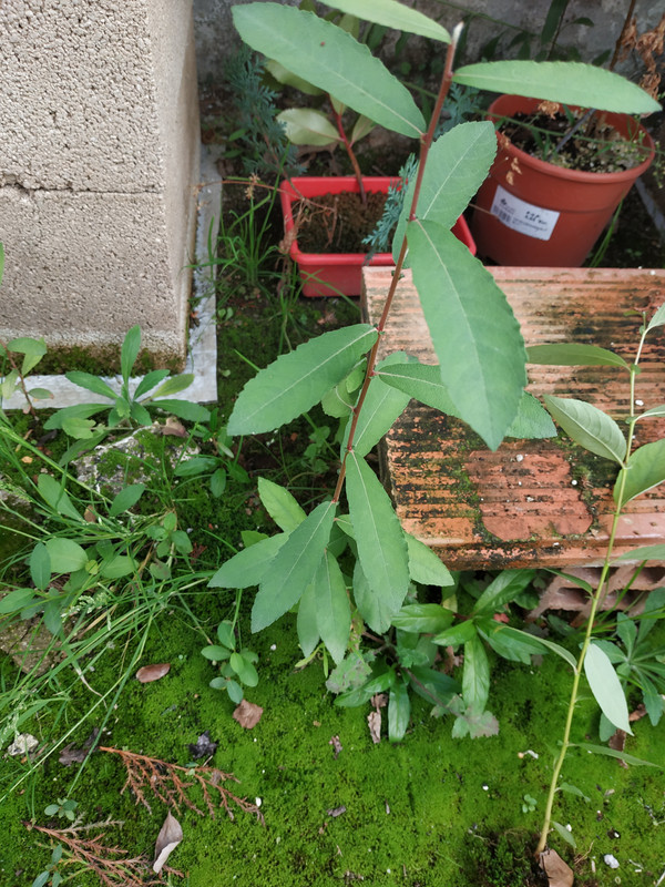 IMG-20191006-115347.jpg