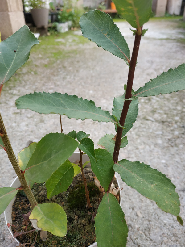 IMG-20191006-115552.jpg