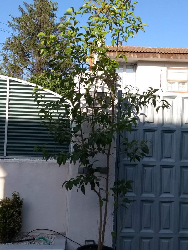 IMG-20191013-174639279.jpg
