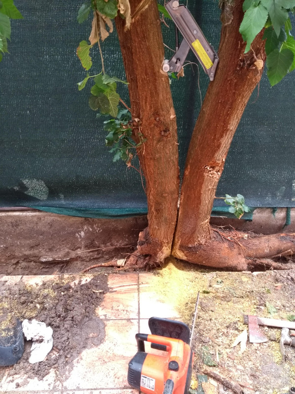 IMG-20191020-121719040.jpg