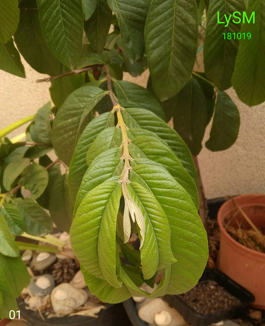 IMG-20191020-WA0001.jpg