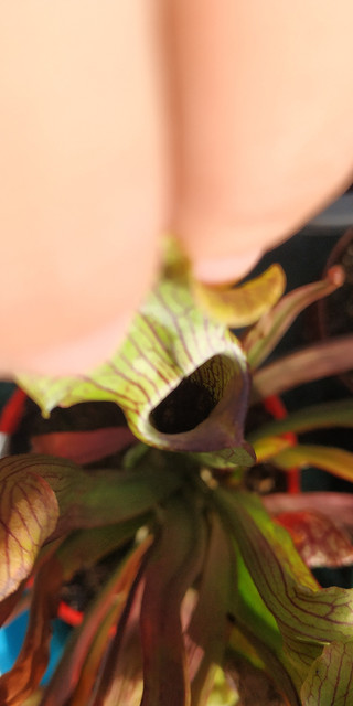 IMG-20191114-131626.jpg