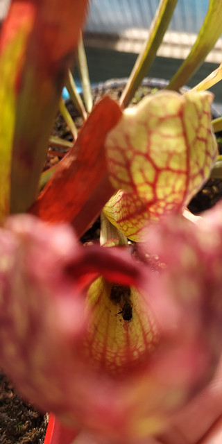IMG-20191114-131759.jpg
