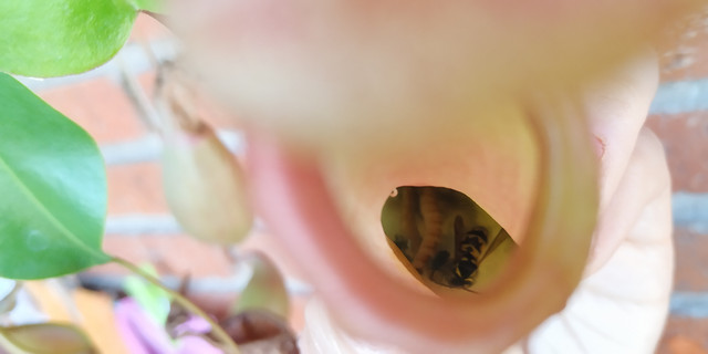 IMG-20191114-131906.jpg